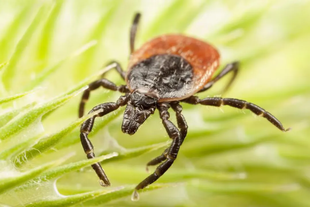 What is the primary disease transmitted by Ixodes pacificus in the western US?
