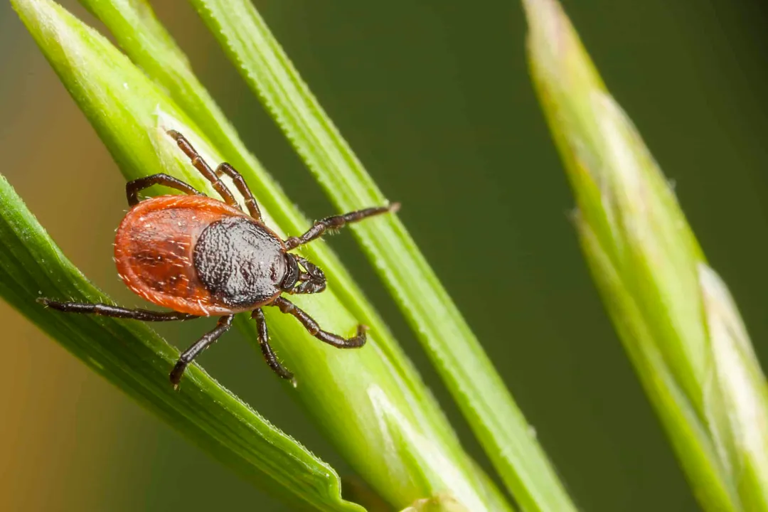 Western Blacklegged Tick Physical Characteristics