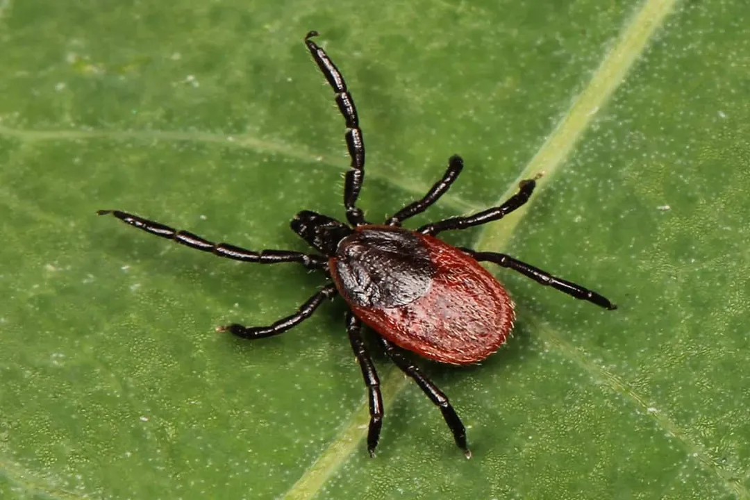 Western Blacklegged Tick Scientific Classification, Specific Identity