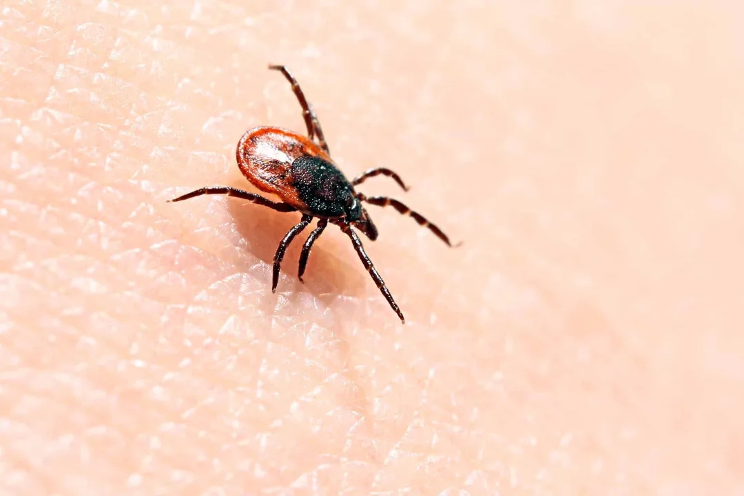 Western Blacklegged Tick Scientific Classification, The Genus