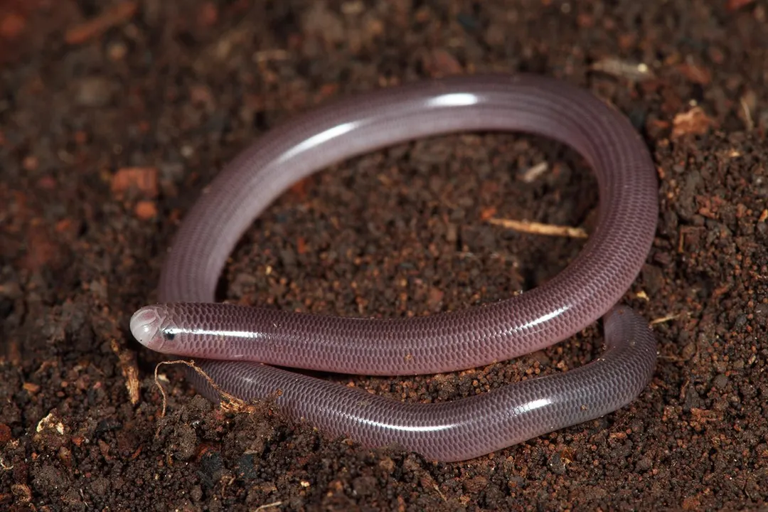 Western Blind Snake Diet