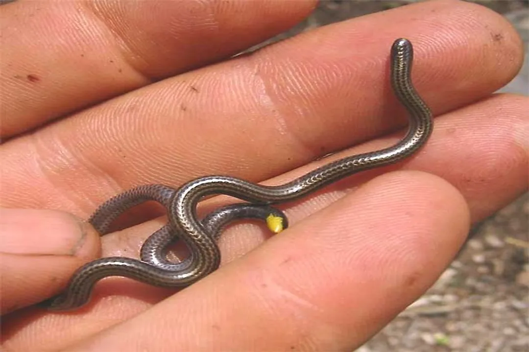 Western Blind Snake Evolution, Ancient Roots