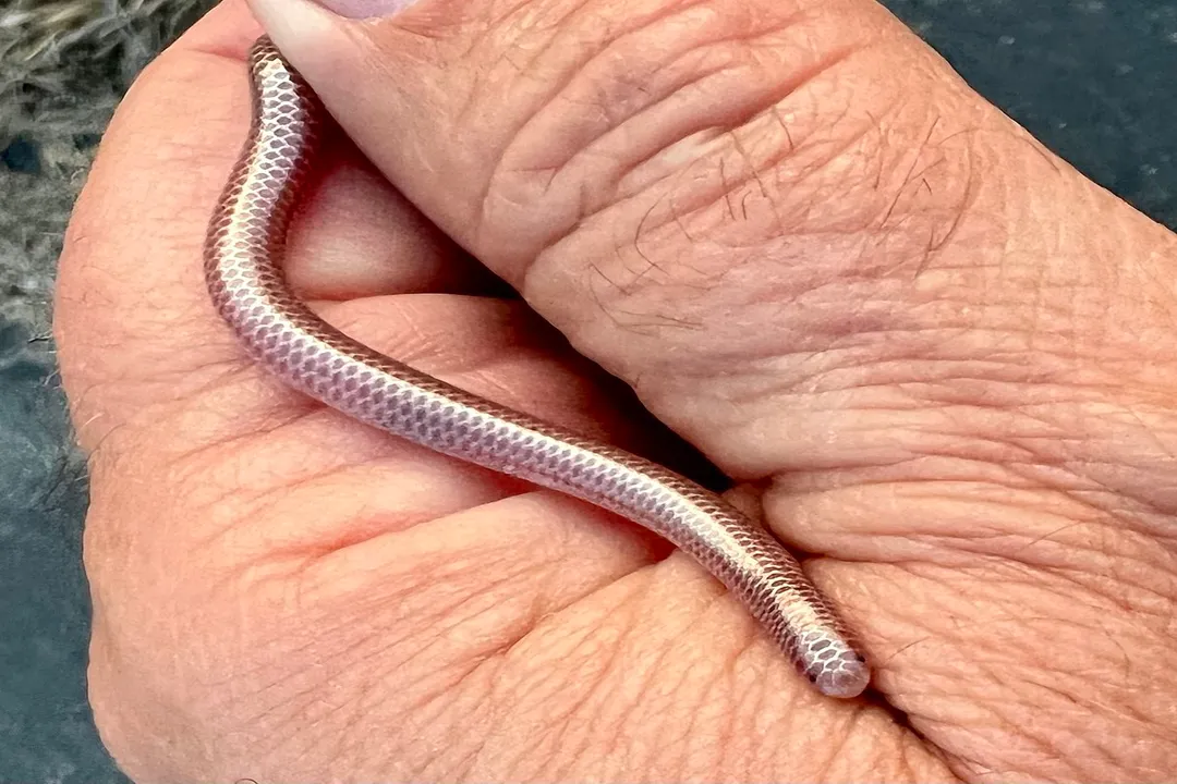 Western Blind Snake Evolution