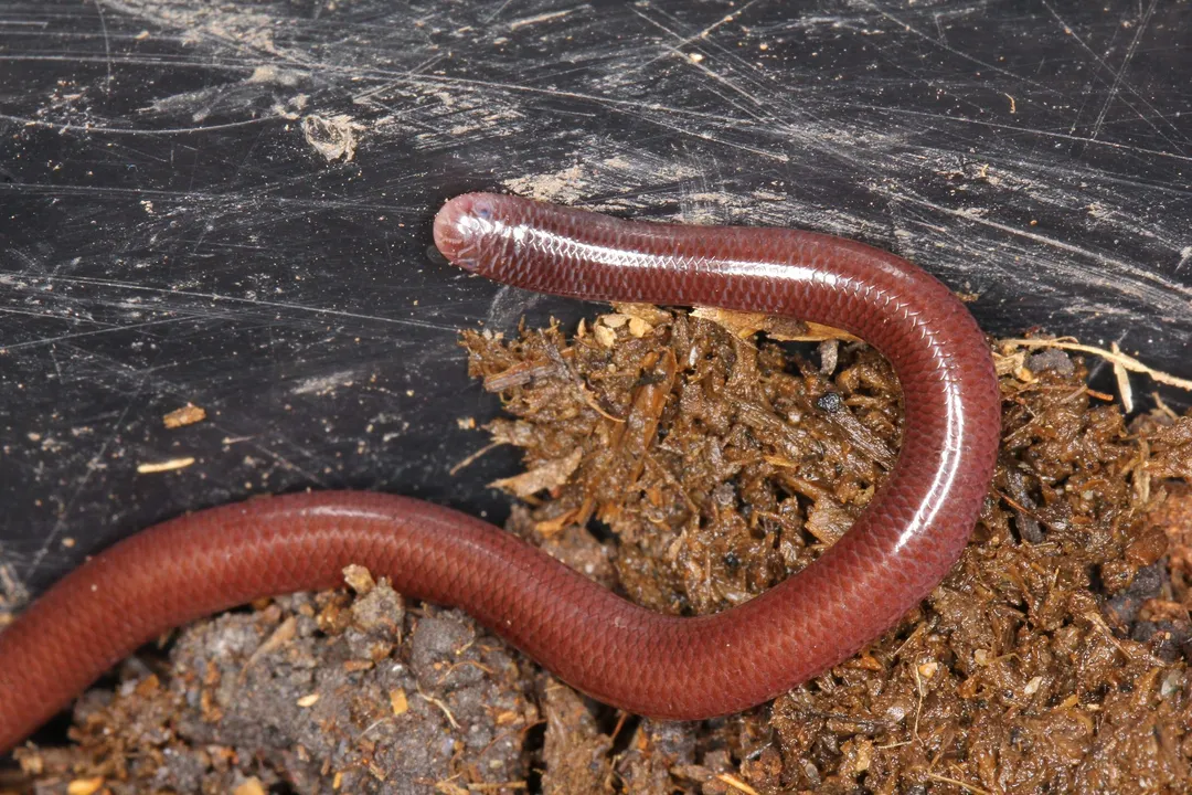 Western Blind Snake Facts