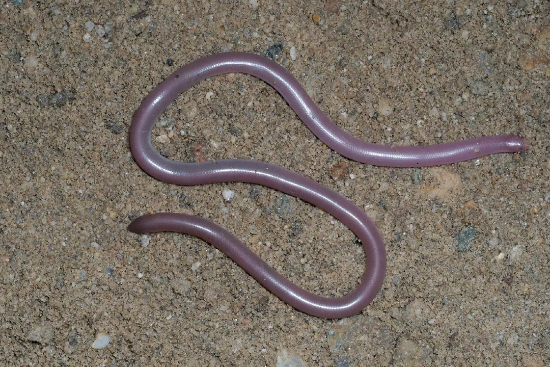 Western Blind Snake Facts, Subtle Appearance