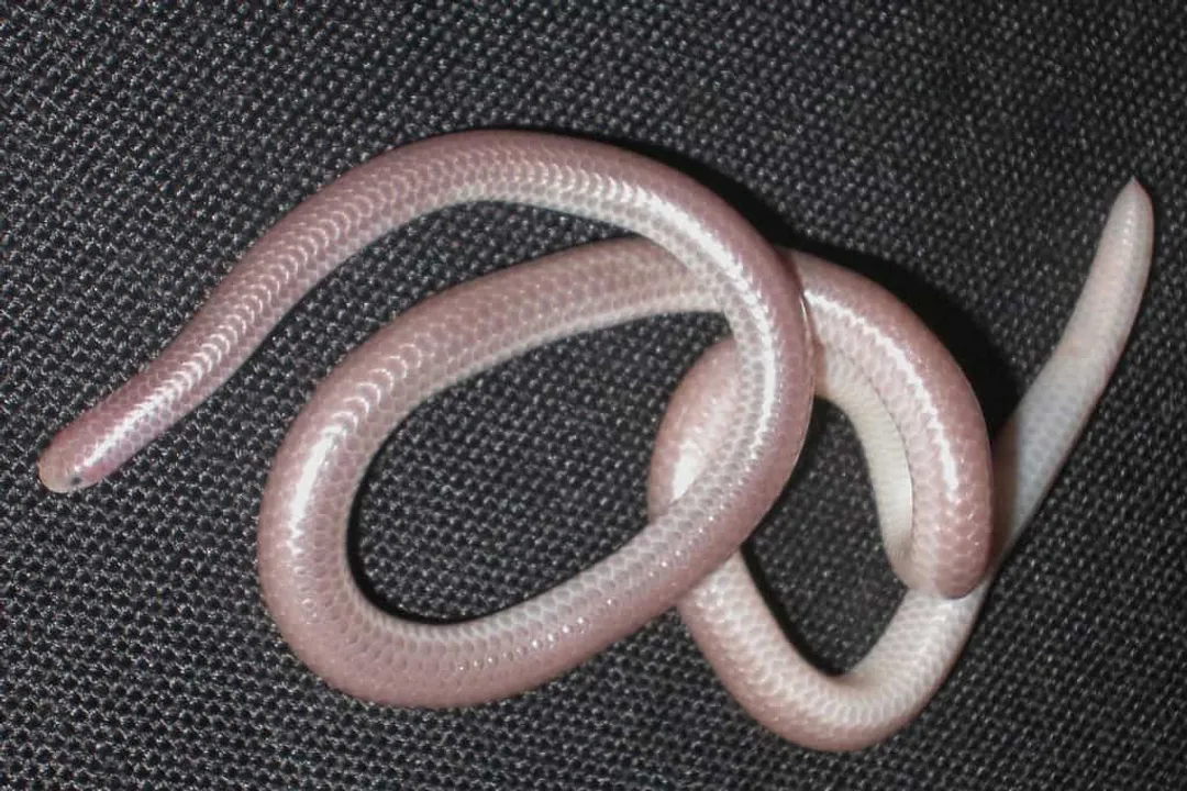 Western Blind Snake Facts, Names and Lineage