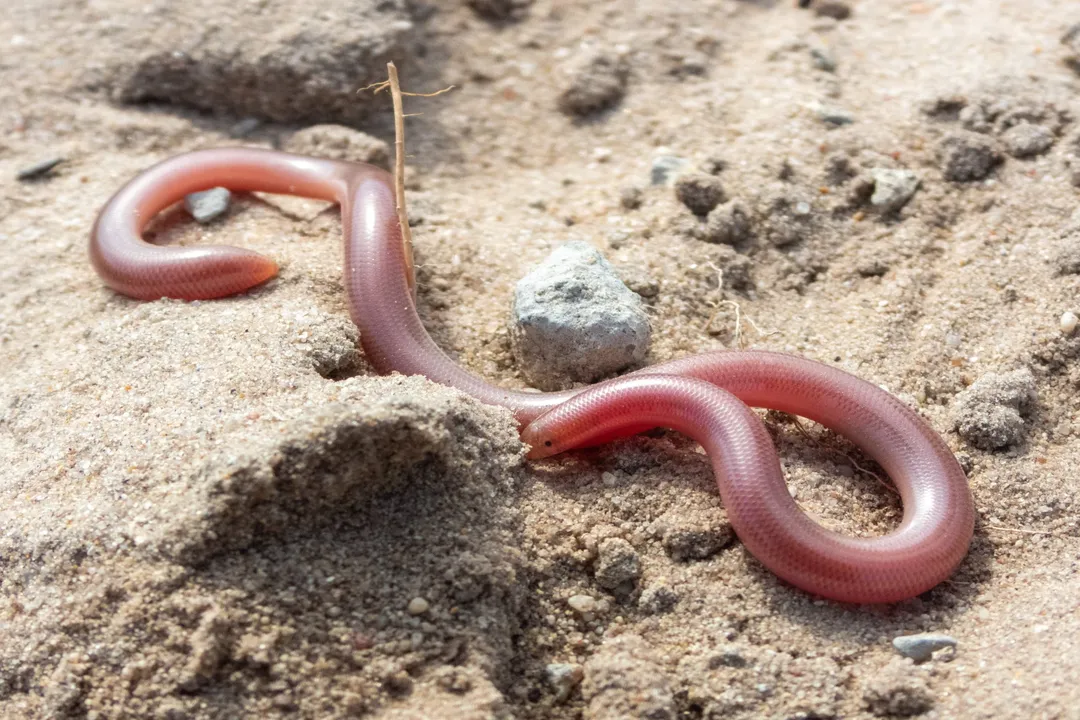 Western Blind Snake Scientific Classification, Phylum Chordata