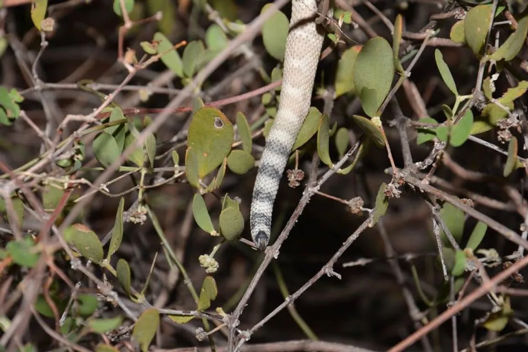 Western Diamondback Rattlesnake Evolution, Rattle Development