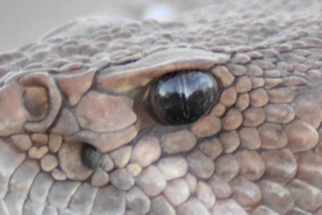 Western Diamondback Rattlesnake Evolution, Viper Lineage