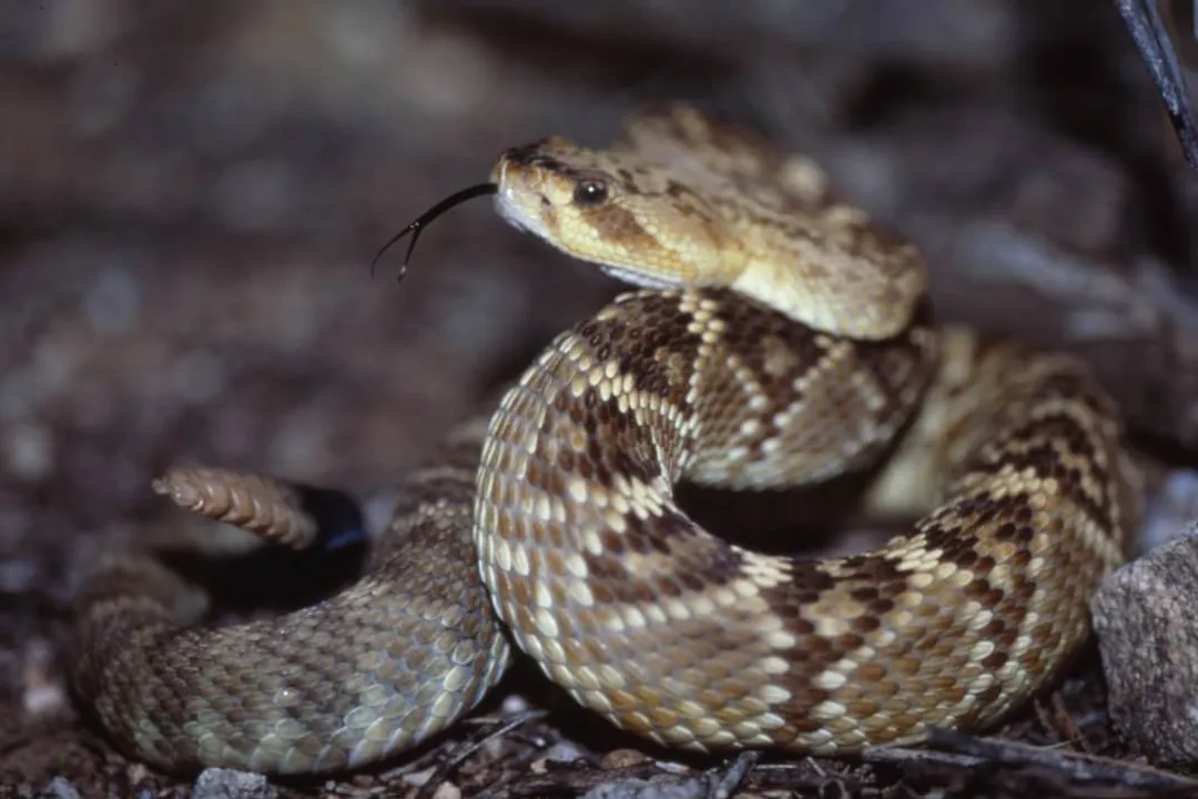 Western Diamondback Rattlesnake Evolution, Venom Genesis