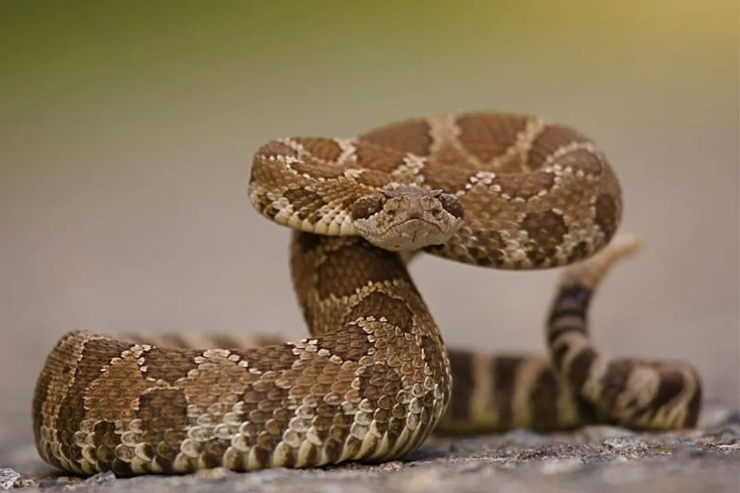 Western Diamondback Rattlesnake Evolution