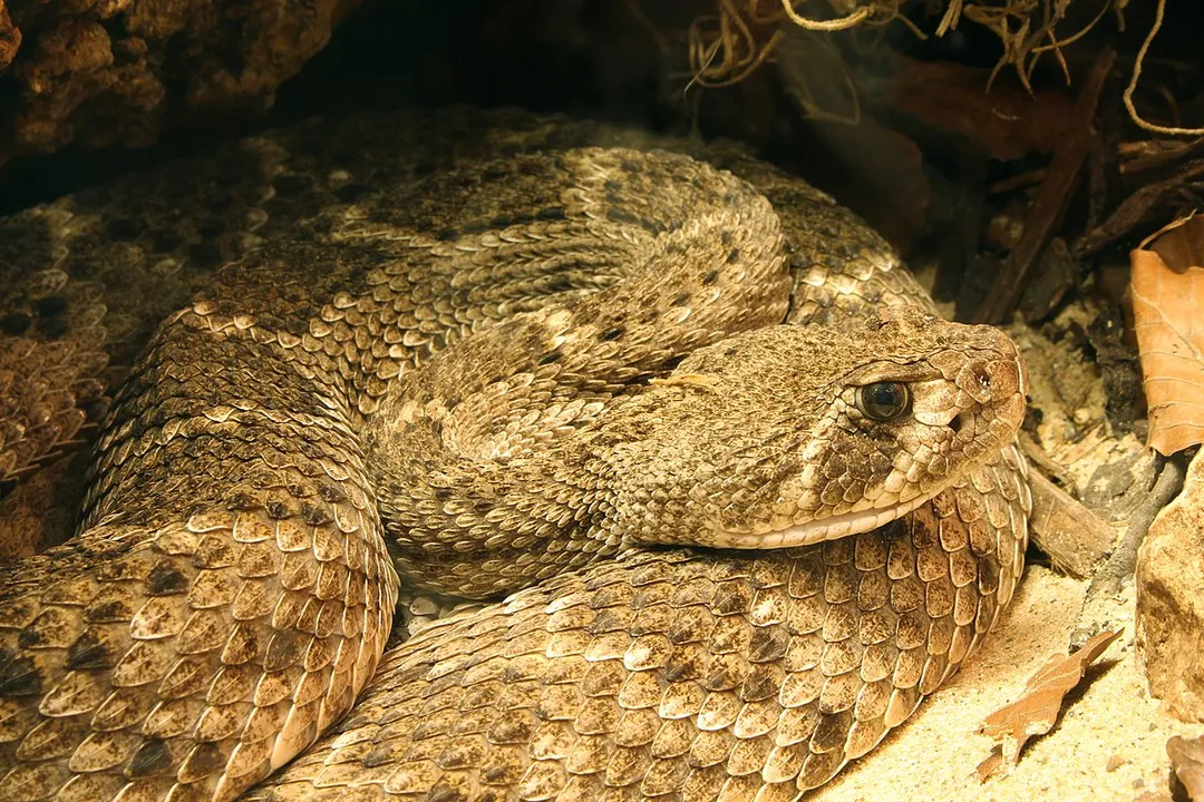 Western Diamondback Rattlesnake Facts