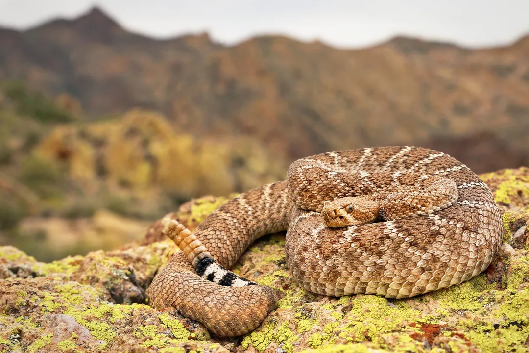 Western Diamondback Rattlesnake Locations