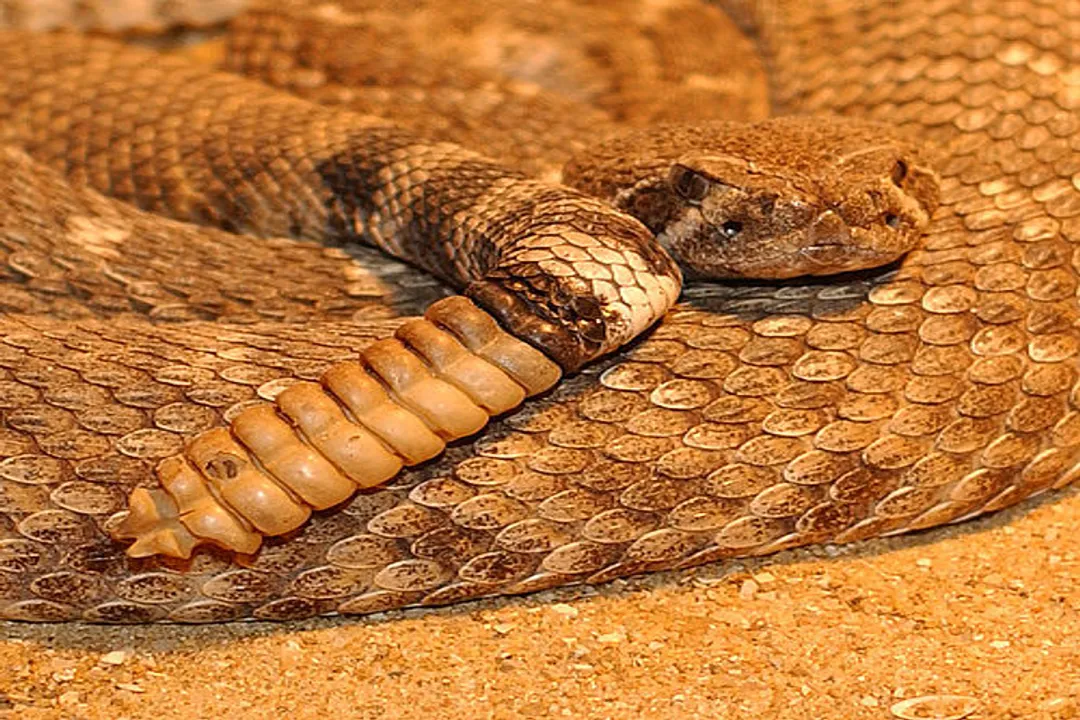 Western Diamondback Rattlesnake Physical Characteristics