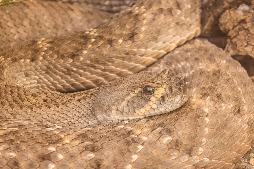 Western Diamondback Rattlesnake Physical Characteristics, Size and Mass
