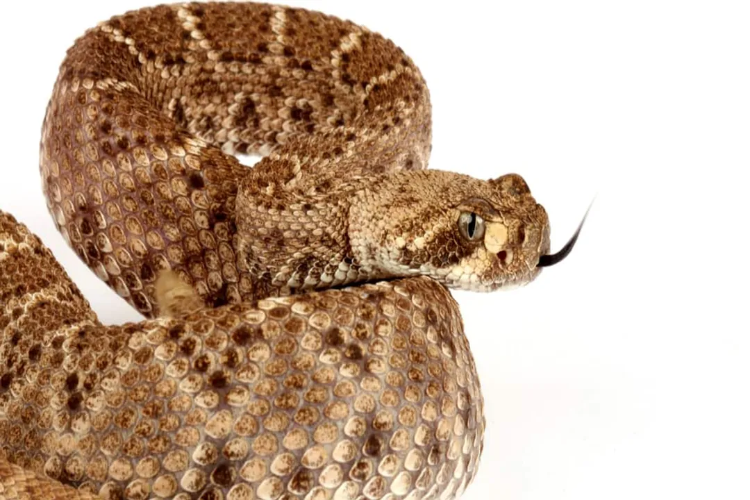 Western Diamondback Rattlesnake Scientific Classification, Family Viperidae