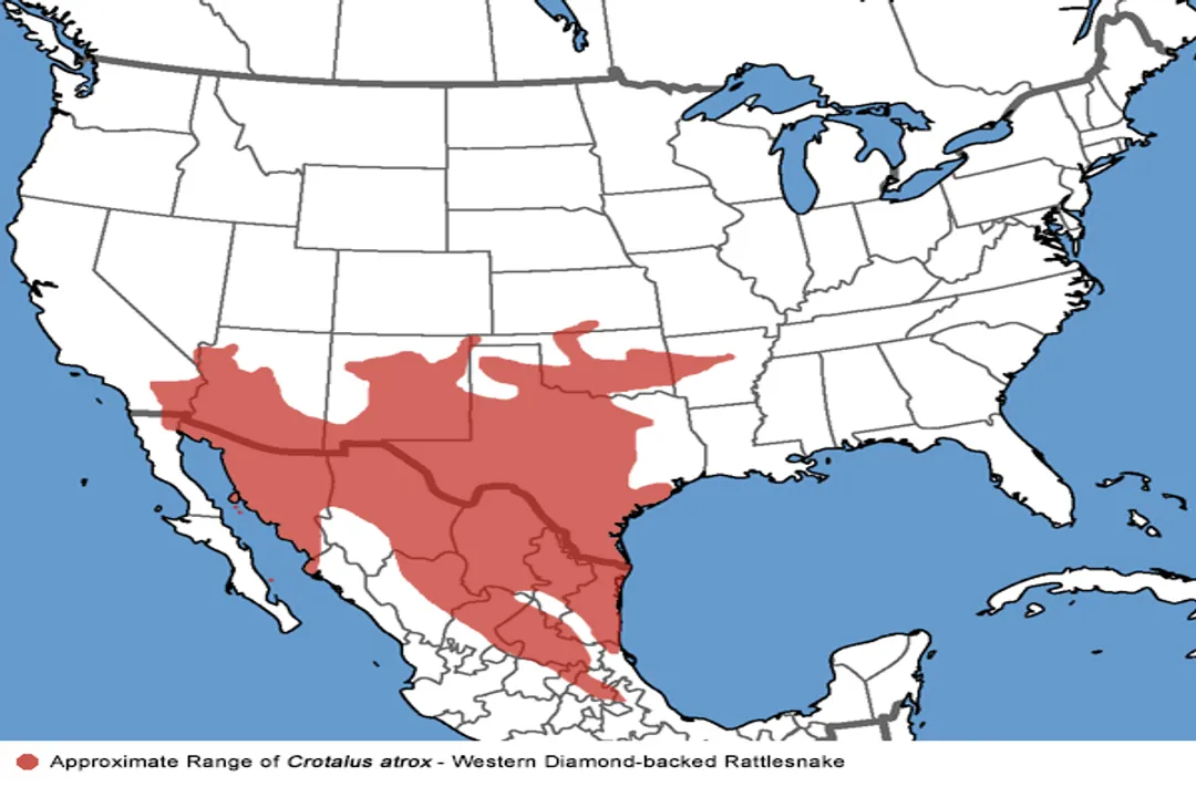Western Diamondback Rattlesnake Scientific Classification, Genus Crotalus