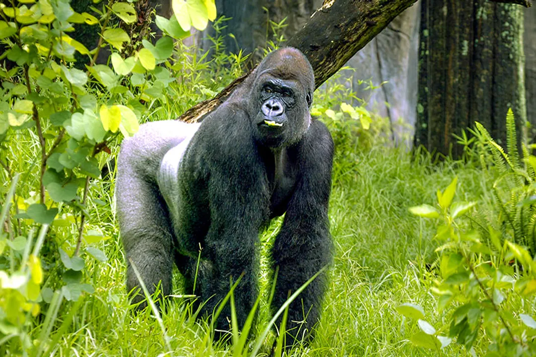 Western Gorilla Diet, Daily Volume