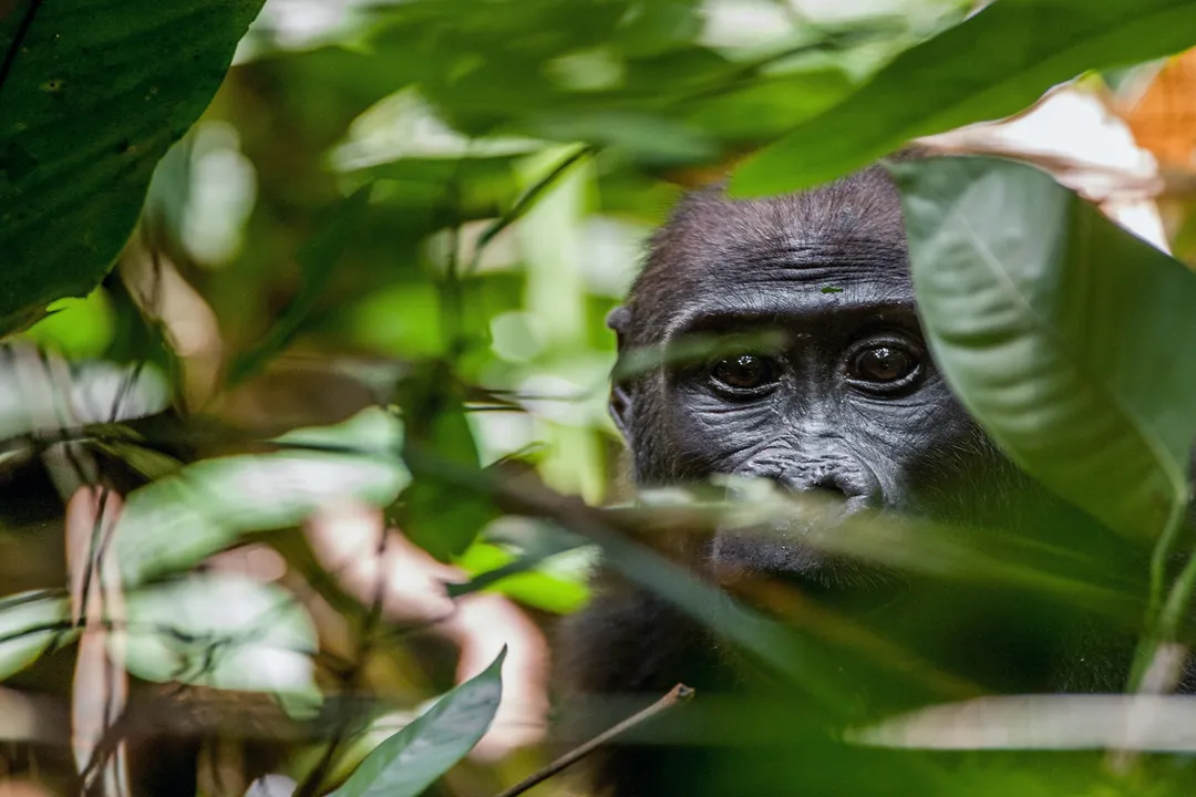 Western Gorilla Locations, Cross River Niche