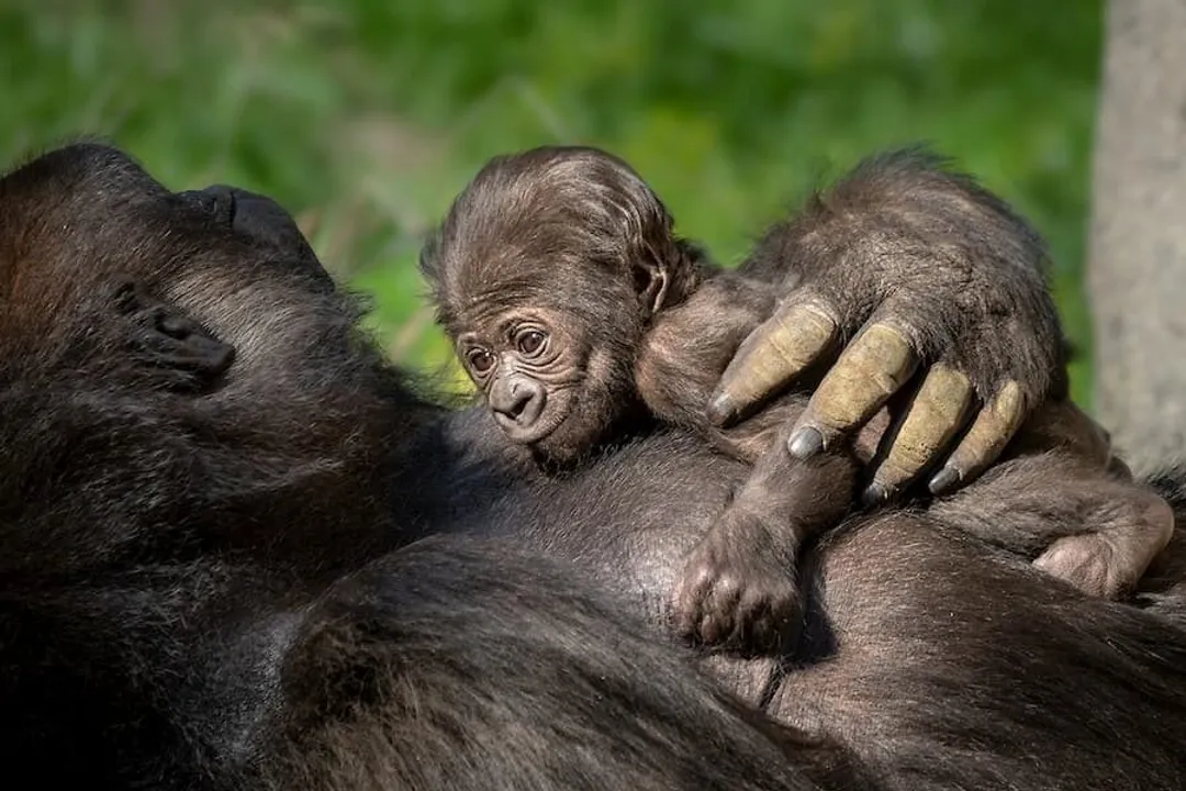 Western Gorilla Physical Characteristics, Fur Coloration