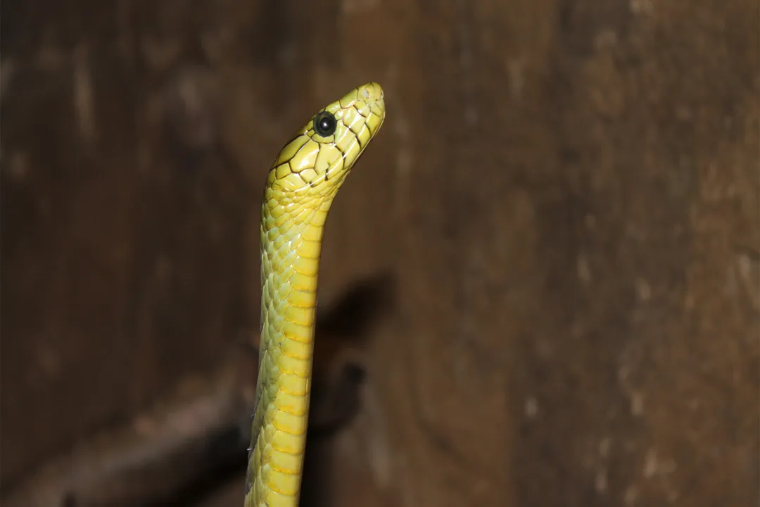 Western Green Mamba Diet, Captive Rations