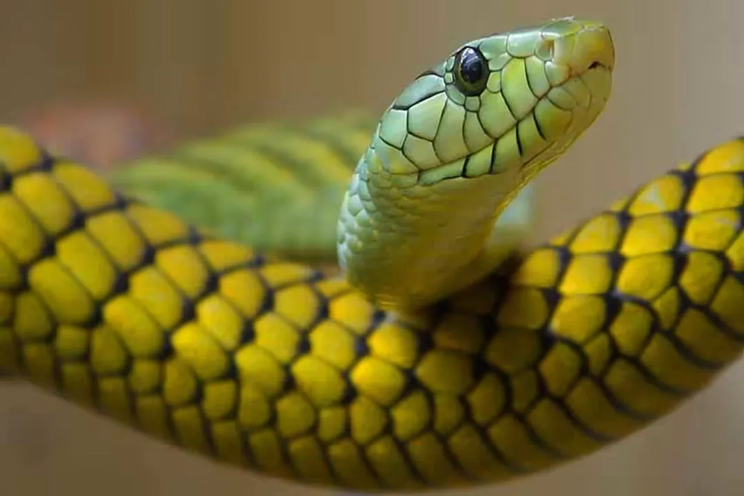 Western Green Mamba Evolution, Snake Kinship