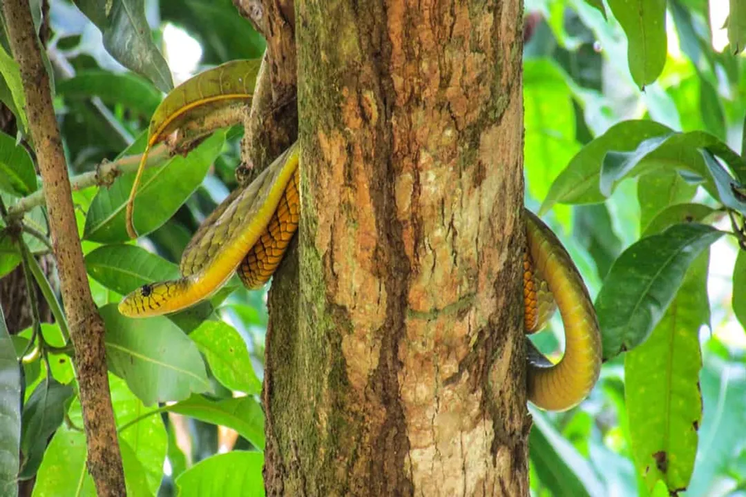 Western Green Mamba Locations, Habitat Specificity