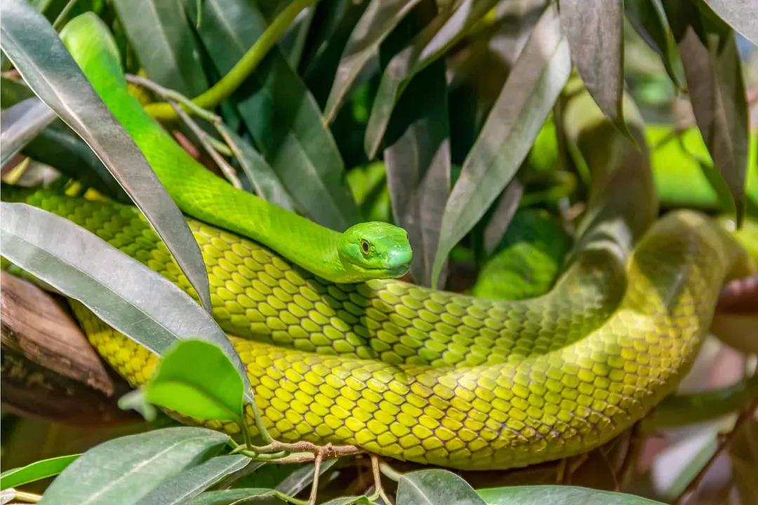 Western Green Mamba Physical Characteristics, Coloration Spectrum