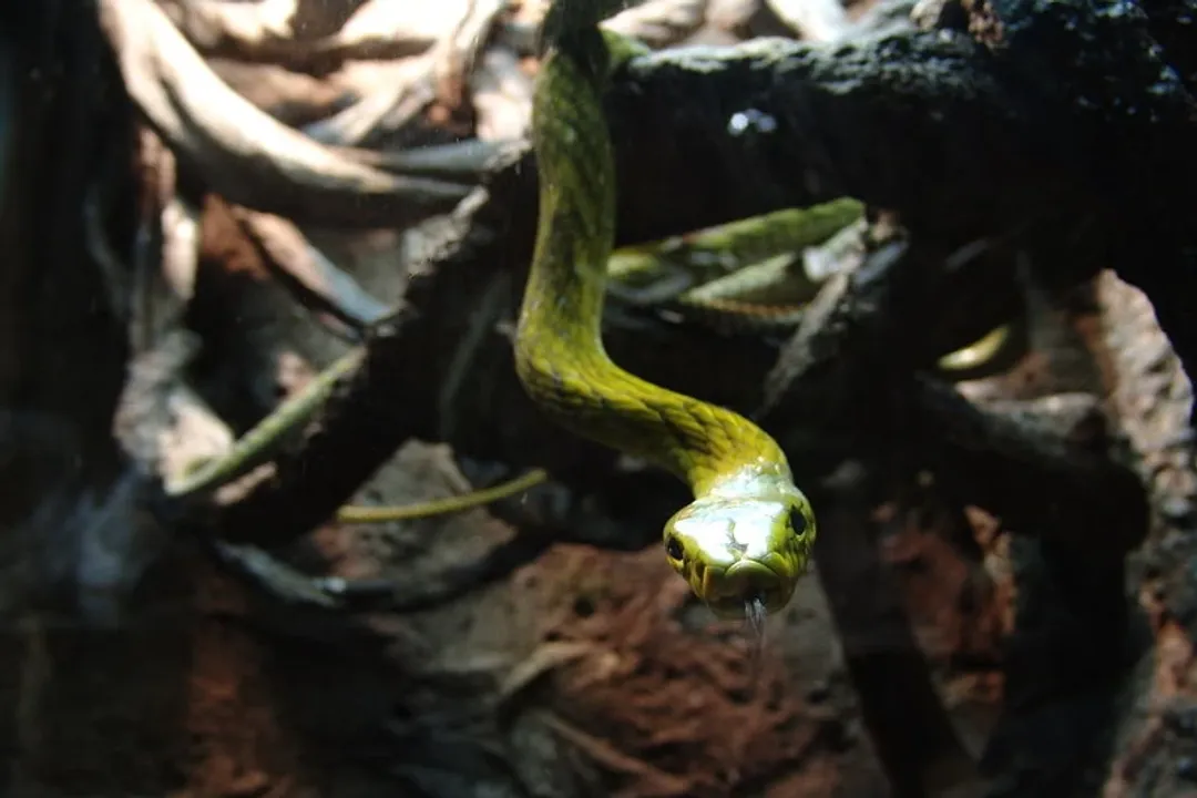 Western Green Mamba Physical Characteristics