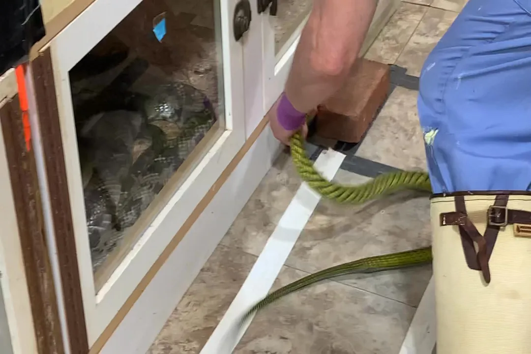 Western Green Mamba Scientific Classification, Kingdom Animalia