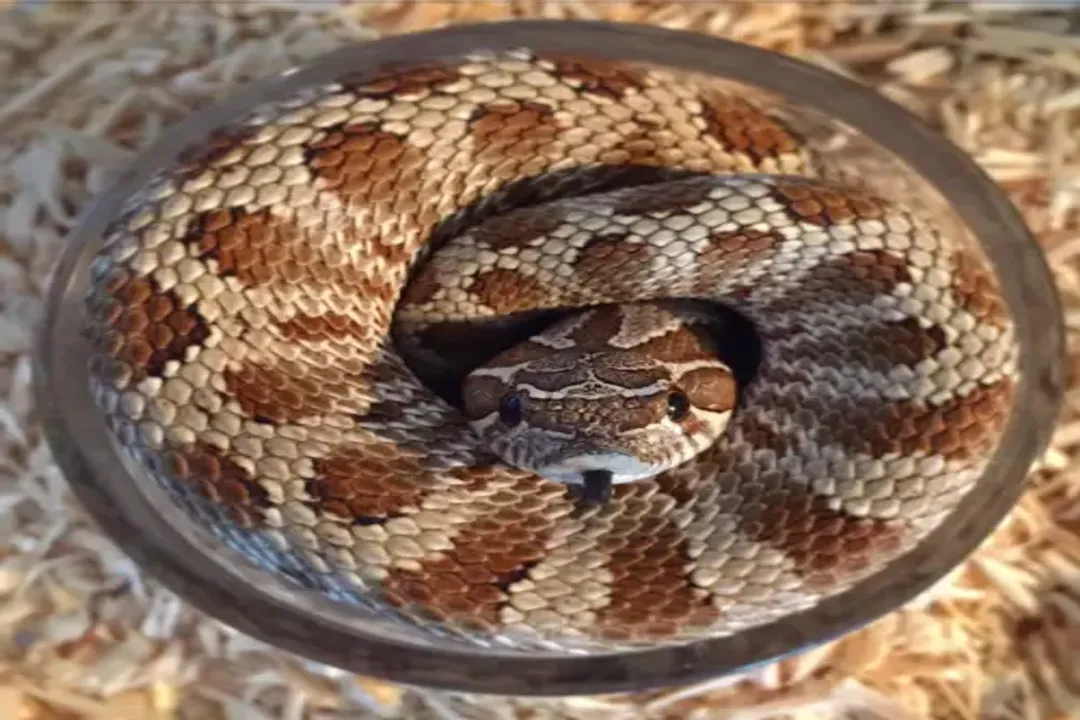 Western Hognose Snake Diet, Wild Prey