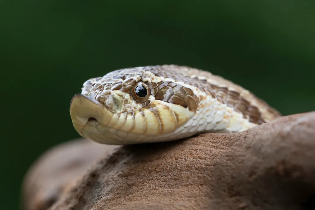 Western Hognose Snake Diet