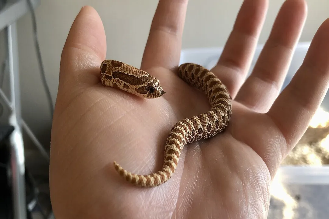 Western Hognose Snake Diet, Feeding Schedule