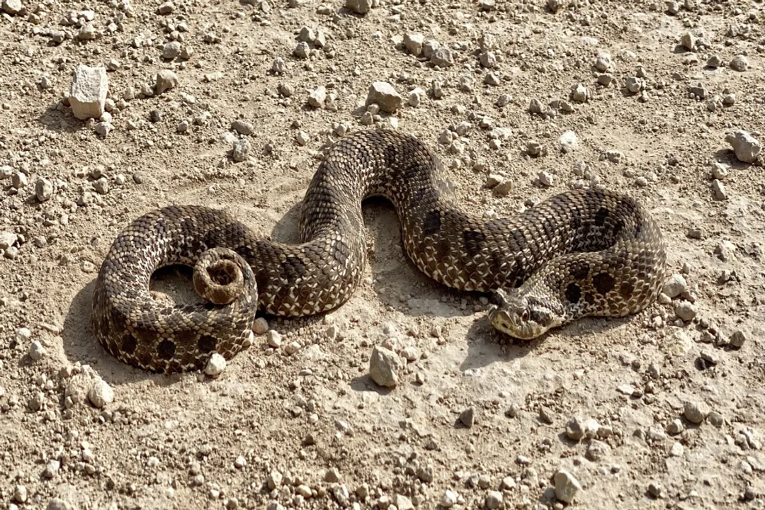 Western Hognose Snake Evolution, Snout specialization