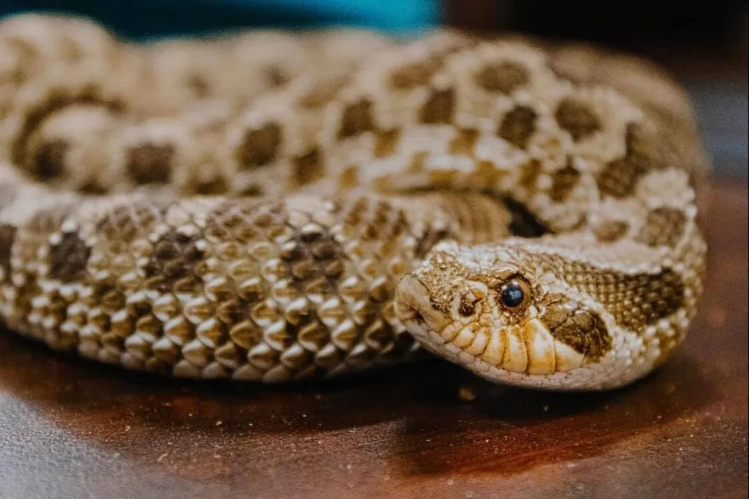 Western Hognose Snake Evolution