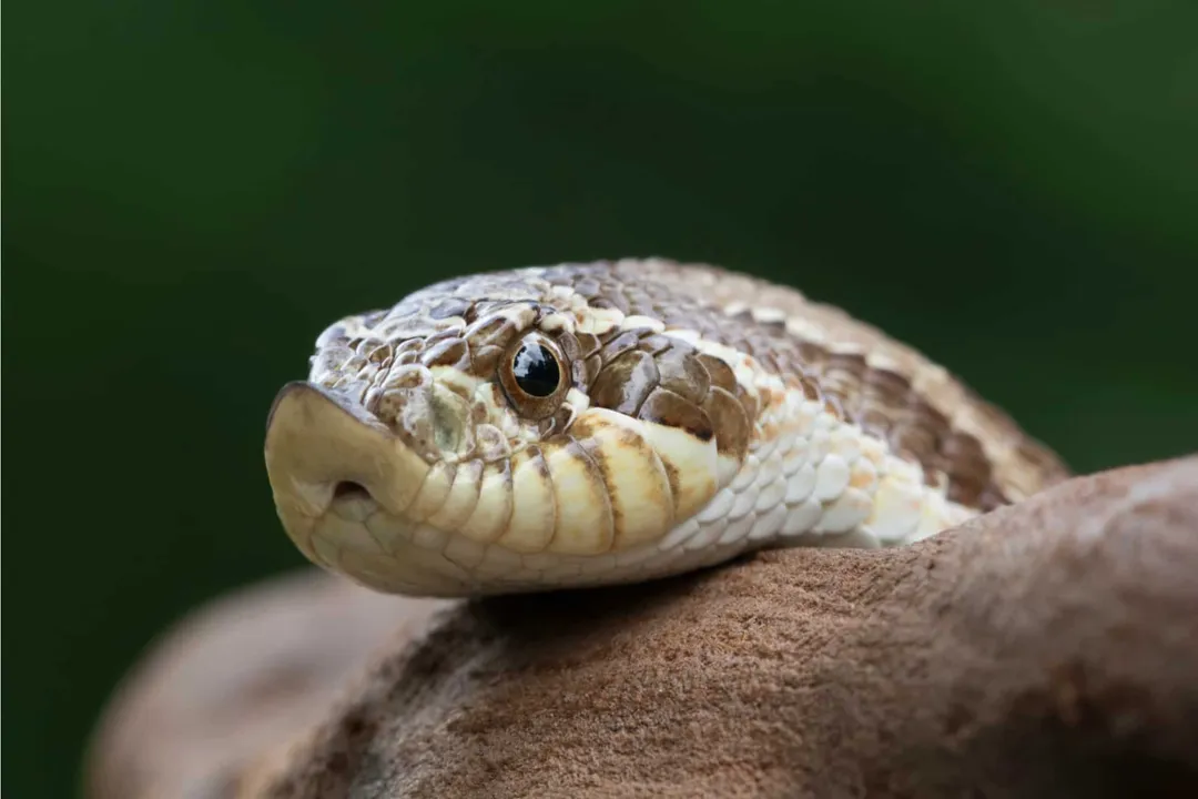 Western Hognose Snake Evolution, Defensive strategies