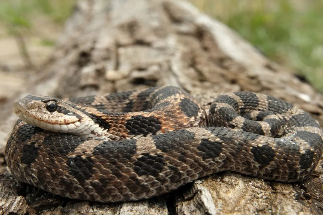 Western Hognose Snake Facts