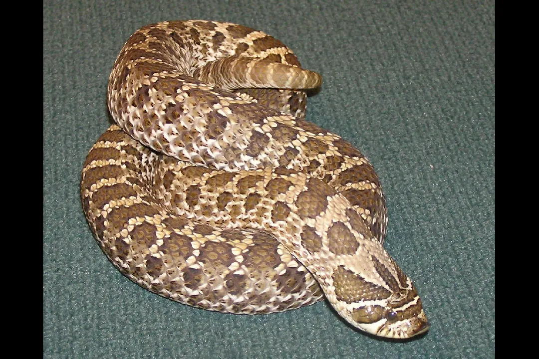 Western Hognose Snake Locations