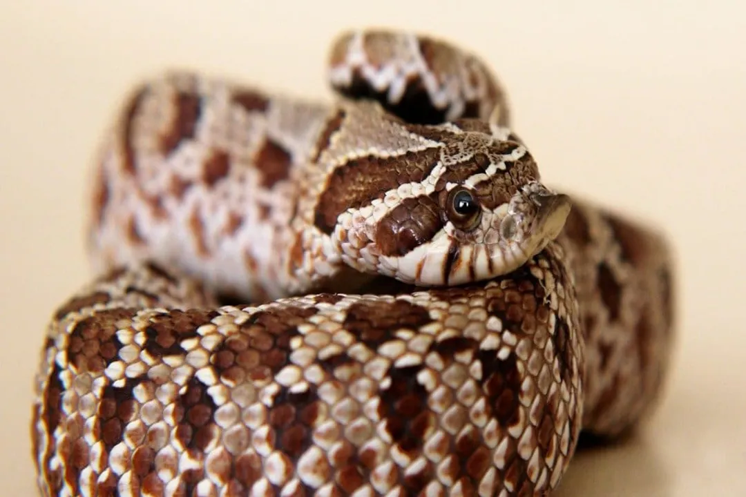 Western Hognose Snake Scientific Classification