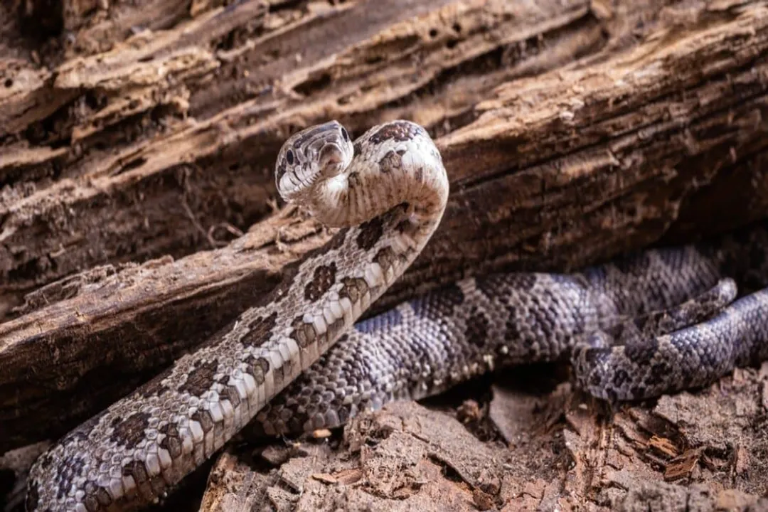 Western Hognose Snake Scientific Classification, Phylum Chordata