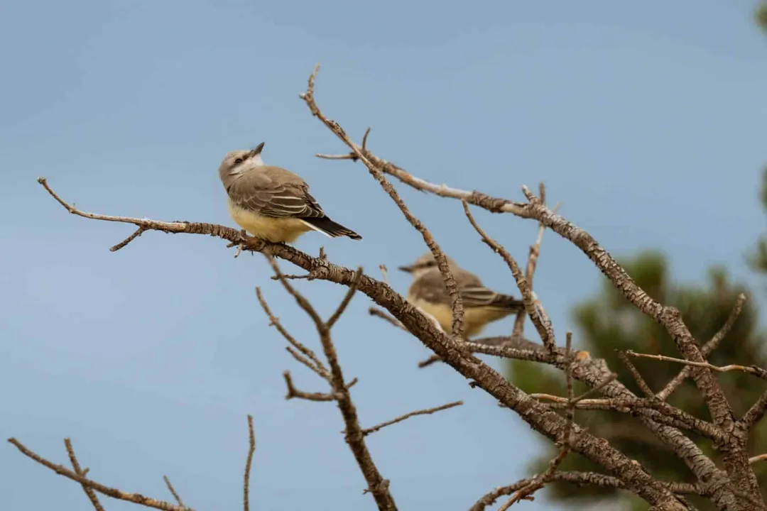 Western Kingbird Diet, Insectivorous Staple