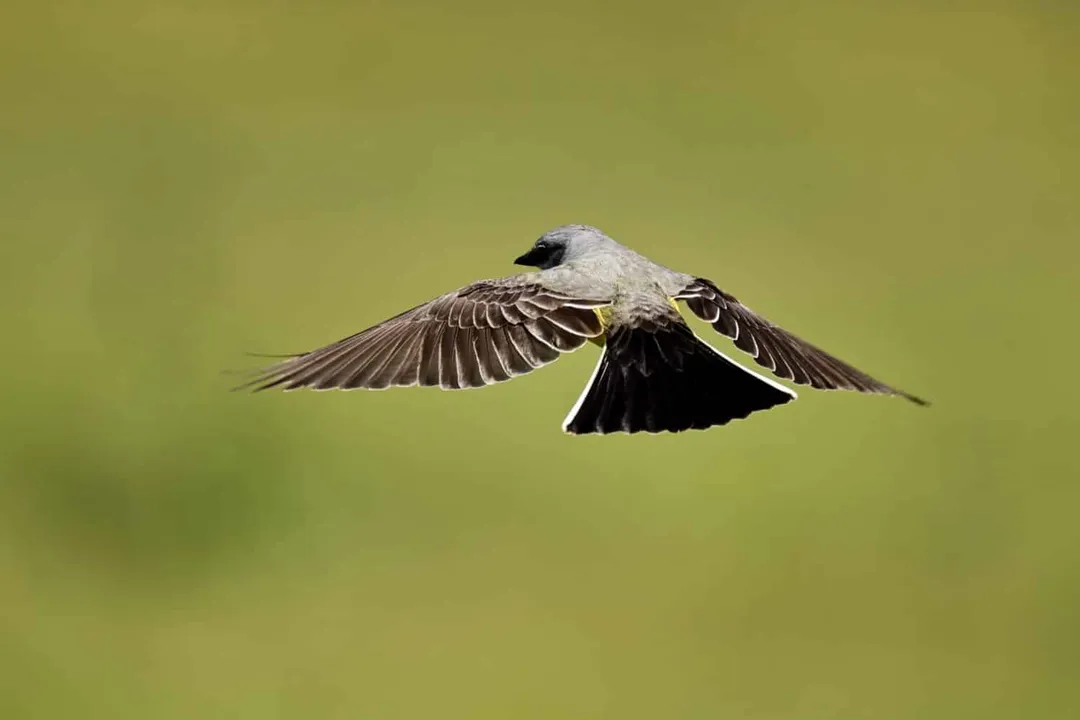 Western Kingbird Diet