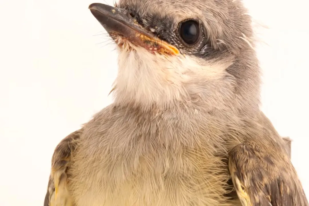 Western Kingbird Evolution