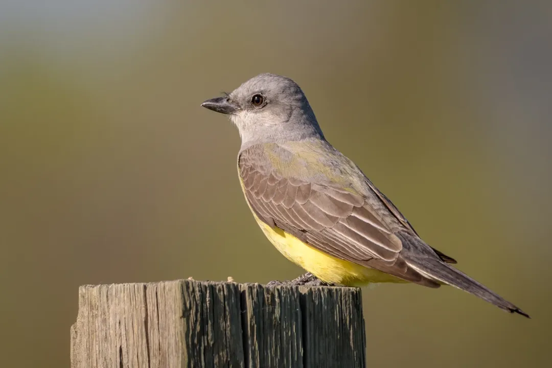 Western Kingbird Facts, Coloration Details