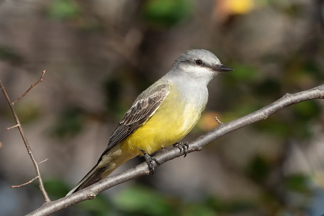 Western Kingbird Locations, Migratory Corridors