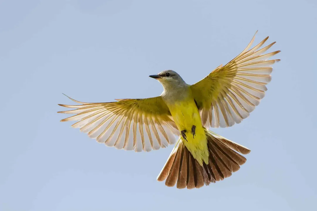 Western Kingbird Scientific Classification, Class Rank