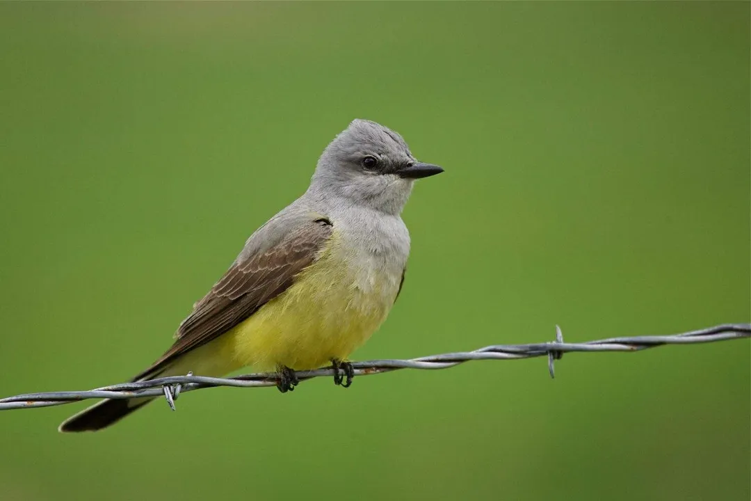 Western Kingbird Scientific Classification, Genus Grouping