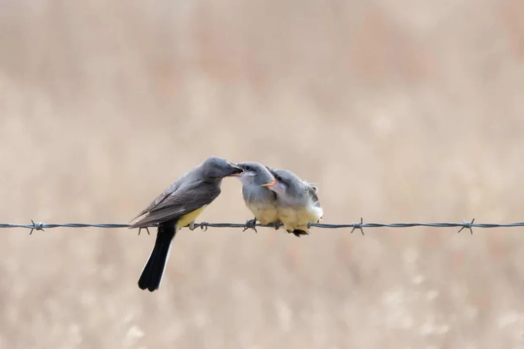 Western Kingbird Scientific Classification, Family Link