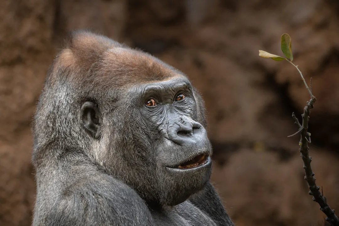 Western Lowland Gorilla Diet