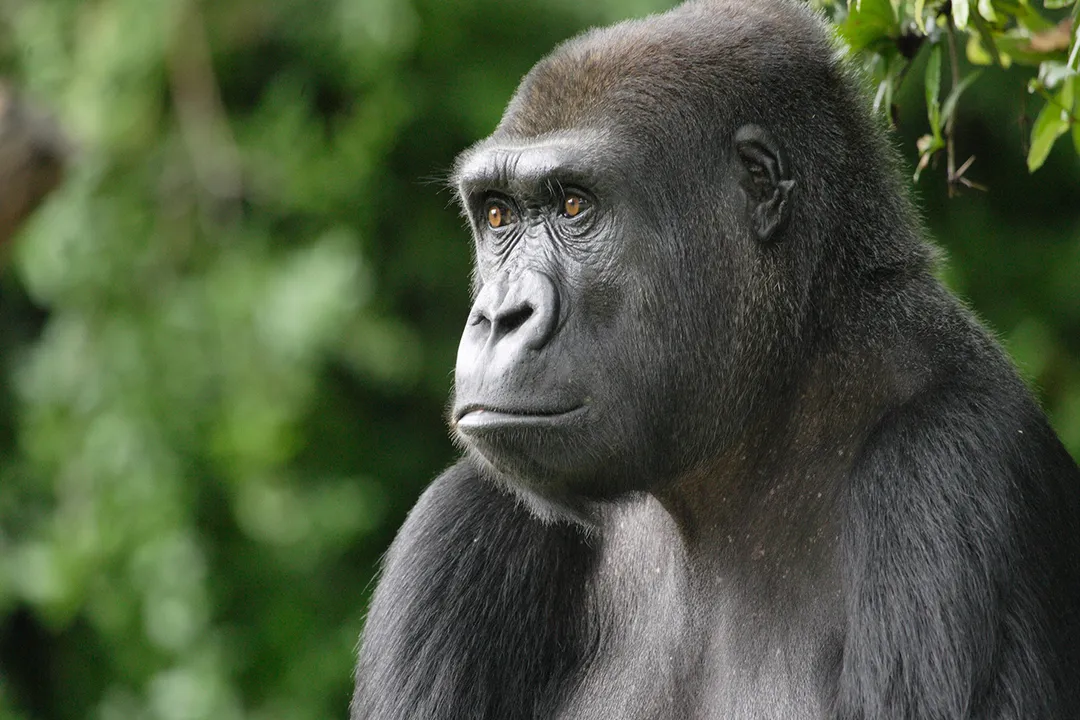 Western Lowland Gorilla Facts, Diet